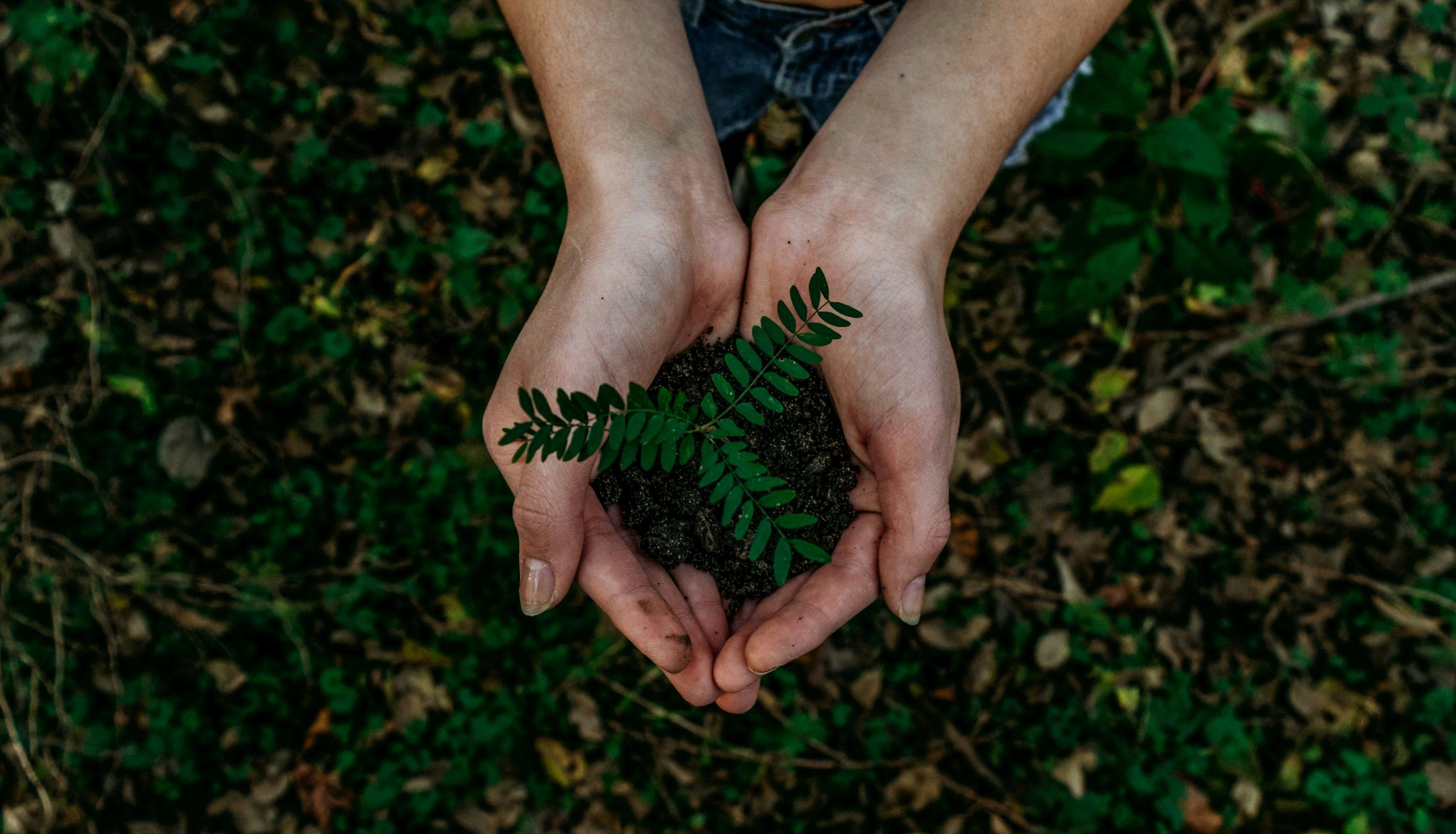 Eco-Friendly Alternatives: Exploring Sustainable ⁣Pest Control Methods