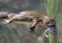 Platypus milk: Your life saviour!