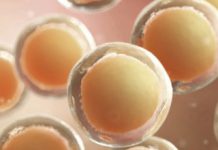 Researchers Find Gene That Could Make It Easier To Develop Life-saving Stem Cells