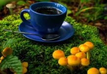 After bulletproof coffee, mushroom coffee may be the latest fad caffeine beverage; would it be healthy?