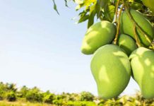 Healthy Indian recipes with raw mangoes