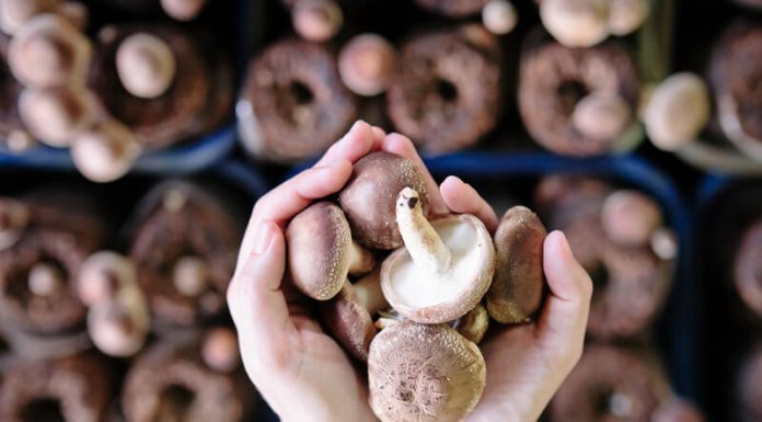 Mushrooms amazing benefits: Why eating fungi is perfectly for you