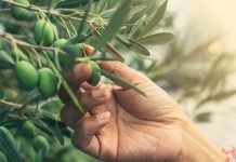 Olive Leaf Extract: Why the olive leaf is actually a powerful way to obtain wellness