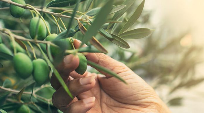 Olive Leaf Extract: Why the olive leaf is actually a powerful way to obtain wellness