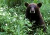 How to proceed If You See a Bear, Whether You’re on the Trail or in Your Backyard
