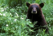 How to proceed If You See a Bear, Whether You’re on the Trail or in Your Backyard