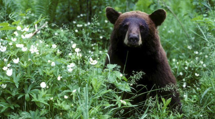 How to proceed If You See a Bear, Whether You’re on the Trail or in Your Backyard
