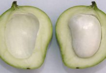 Summer wellness: 6 Health benefits of ‘gutli’ or mango seeds