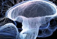 Study Pinpoints Part Of The Brain Accountable for Slow Wave Sleep