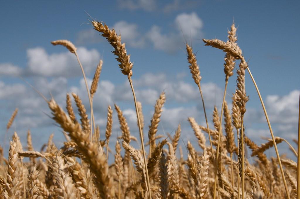 Whole Grains⁢ for a ​Healthier Heart and ‍Beyond