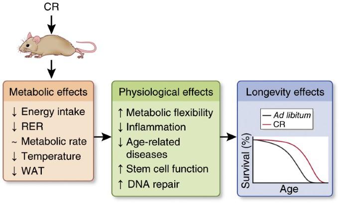 The Science Behind ‍Age-Related Metabolic Changes