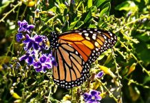 How to Enjoy Treats Without Guilt How to Enjoy Treats Without Guilt