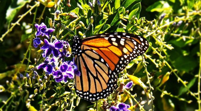 How to Enjoy Treats Without Guilt How to Enjoy Treats Without Guilt