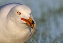 Are High-Protein Diets Beneficial for All Are High-Protein Diets Beneficial for All