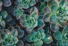 Benefits of a plant-rich diet for health Benefits of a plant-rich diet for health