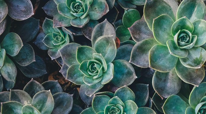 Benefits of a plant-rich diet for health Benefits of a plant-rich diet for health