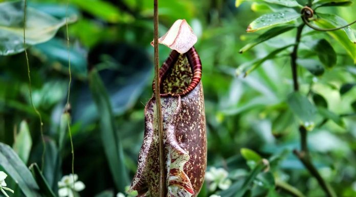 Essential nutrients for overall wellness Essential nutrients for overall wellness