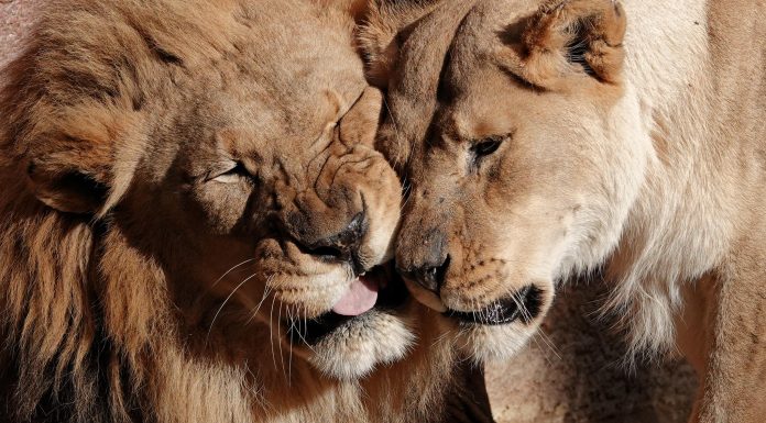 How to enjoy treats and still lose weight How to enjoy treats and still lose weight