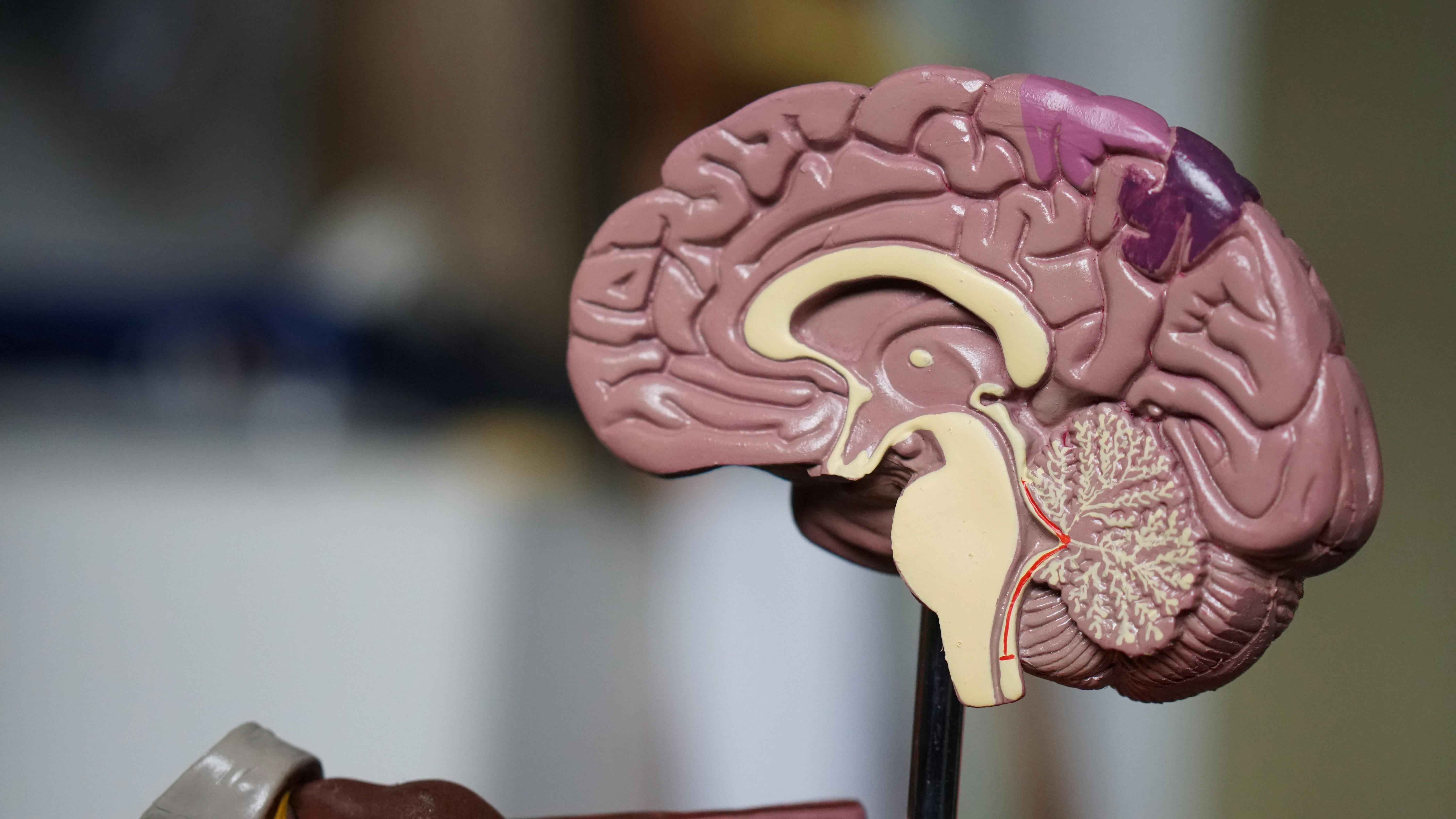 Brain-Boosting Breakfasts for Mental Sharpness
