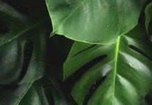 Are Plant-Based Milks Healthier Than Dairy Are Plant-Based Milks Healthier Than Dairy