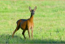 Tips for creating a plant-rich diet Tips for creating a plant-rich diet