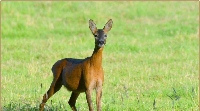 Tips for creating a plant-rich diet Tips for creating a plant-rich diet