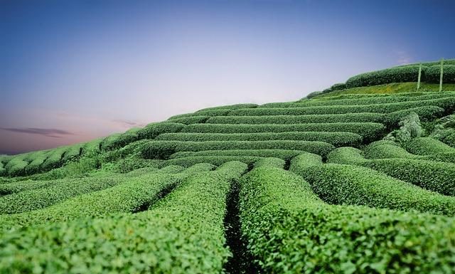 Does Green Tea Aid in Weight Loss Does Green Tea Aid in Weight Loss