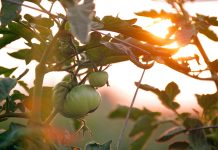 Key Benefits of Adding More Vegetables to Your Diet Key Benefits of Adding More Vegetables to Your Diet