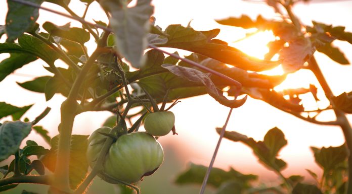 Key Benefits of Adding More Vegetables to Your Diet Key Benefits of Adding More Vegetables to Your Diet