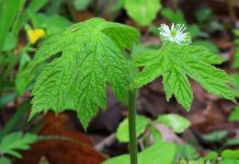 Tips to Improve Digestive Health Naturally Tips to Improve Digestive Health Naturally