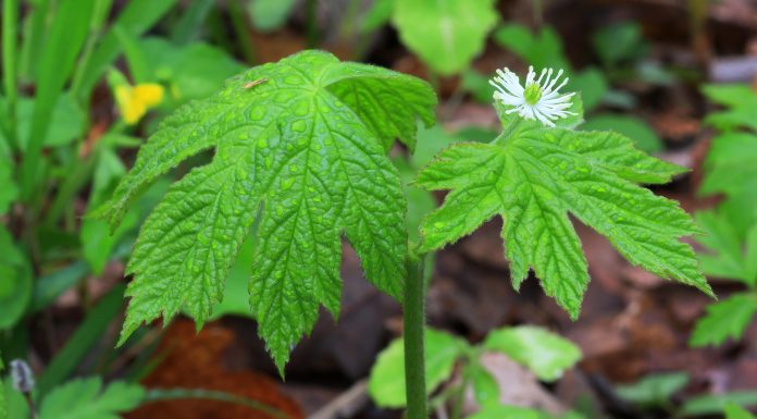 Tips to Improve Digestive Health Naturally Tips to Improve Digestive Health Naturally