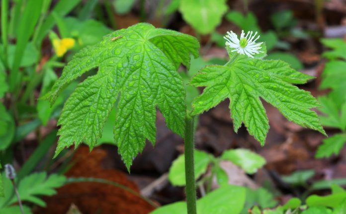 Tips to Improve Digestive Health Naturally