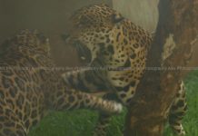 Managing Social Situations While on a Diet Managing Social Situations While on a Diet