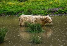 Is All Cholesterol Harmful Is All Cholesterol Harmful