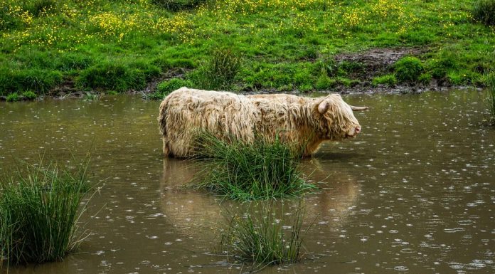 Is All Cholesterol Harmful Is All Cholesterol Harmful