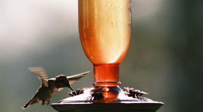 Does Metabolism Actually Slow Down with Age Does Metabolism Actually Slow Down with Age