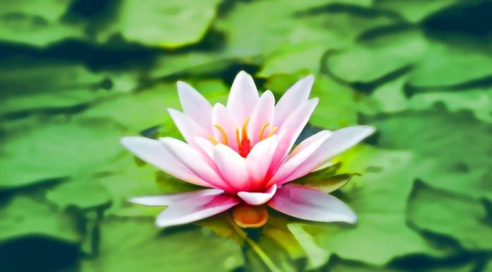 The Role of Meditation in Health The Role of Meditation in Health