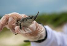 Recovery techniques after intense workouts Recovery techniques after intense workouts