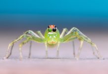 Balancing Macronutrients for Optimal Health Balancing Macronutrients for Optimal Health