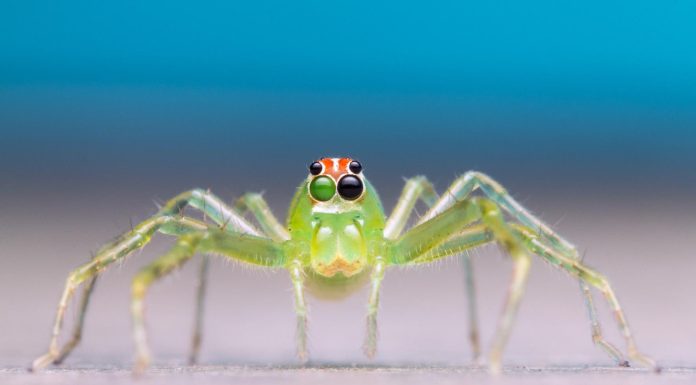 Balancing Macronutrients for Optimal Health Balancing Macronutrients for Optimal Health