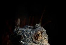 Preventing Common Health Issues with Simple Habits Preventing Common Health Issues with Simple Habits