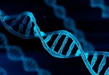 The Role of Genetics in Weight Loss Success The Role of Genetics in Weight Loss Success