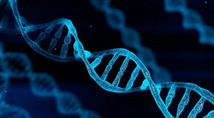 The Role of Genetics in Weight Loss Success The Role of Genetics in Weight Loss Success