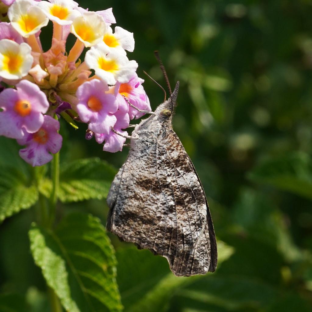 Exploring Psychological Impacts: When Healthy Eating Becomes Harmful