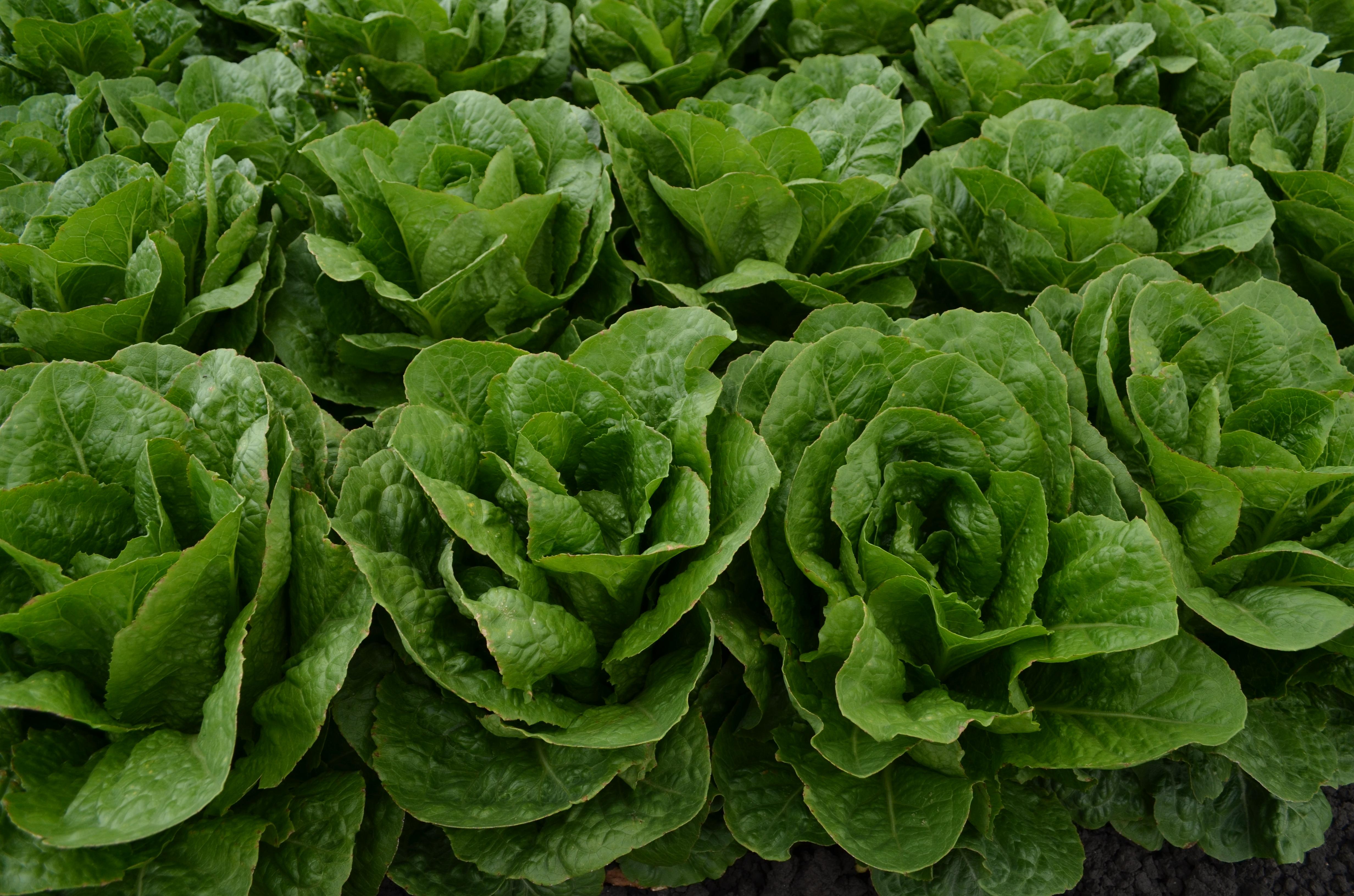 Nutrient Powerhouses: Unlocking the⁤ Health Benefits of Leafy Greens