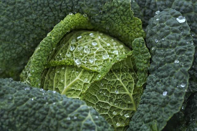 Boost Your Well-Being: How⁣ Leafy Greens Support Immune and Digestive Health