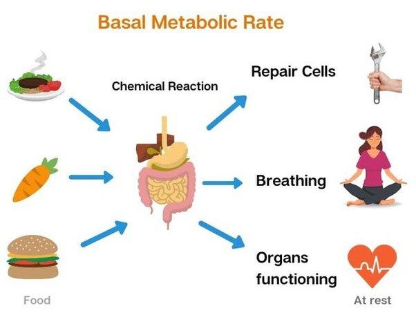 Lifestyle Adjustments for a Healthier Metabolic Rate