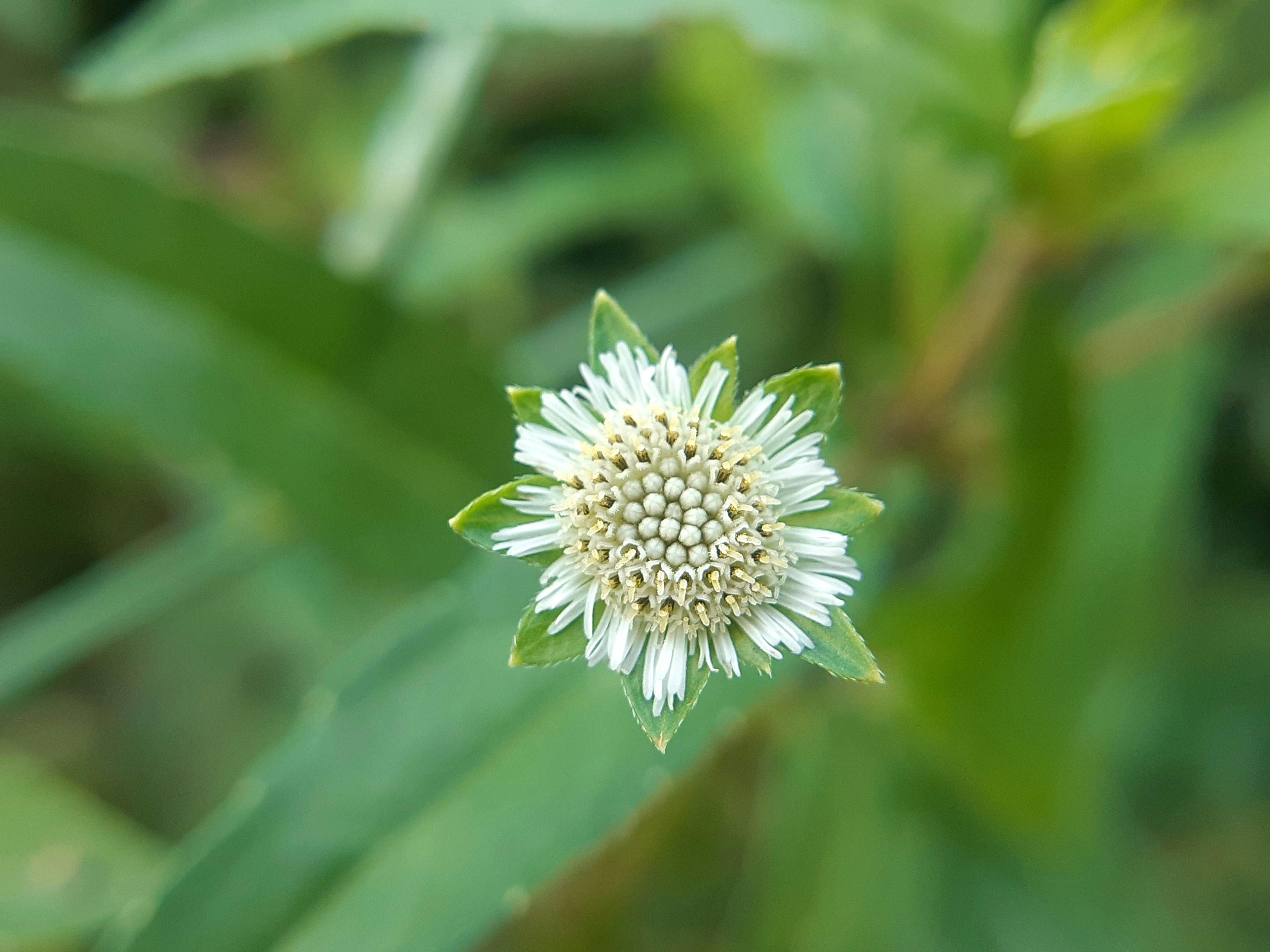 Breathe Easy with‍ Natures Remedies