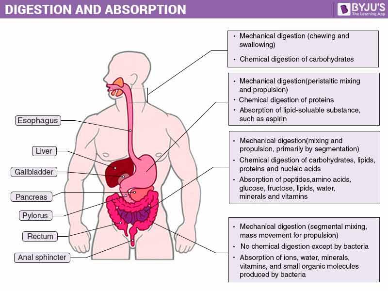 The Science of Absorption: How Our Bodies Process Different ‍Vitamins