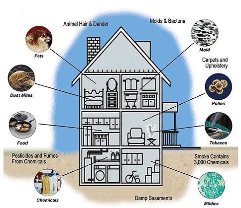 Breathing Easy: Enhancing Indoor Air Quality Naturally